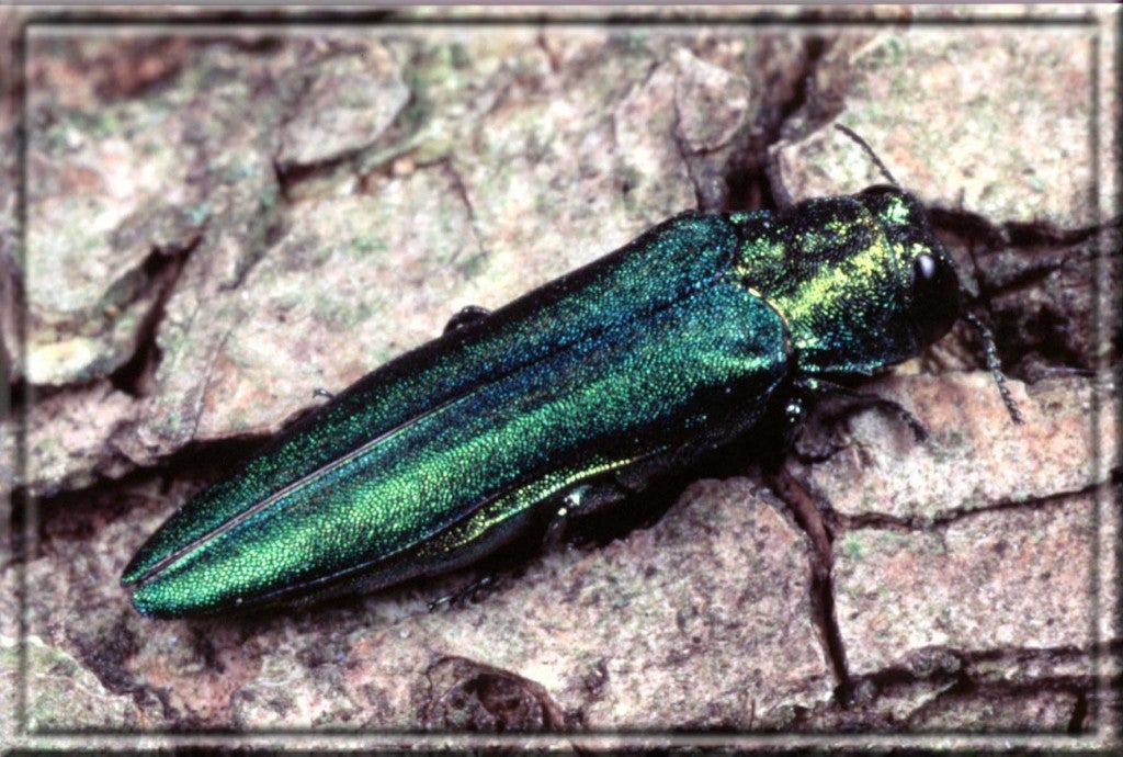 Emerald Ash Borer – Invasive Beetle – Marshall University Arboretum Project