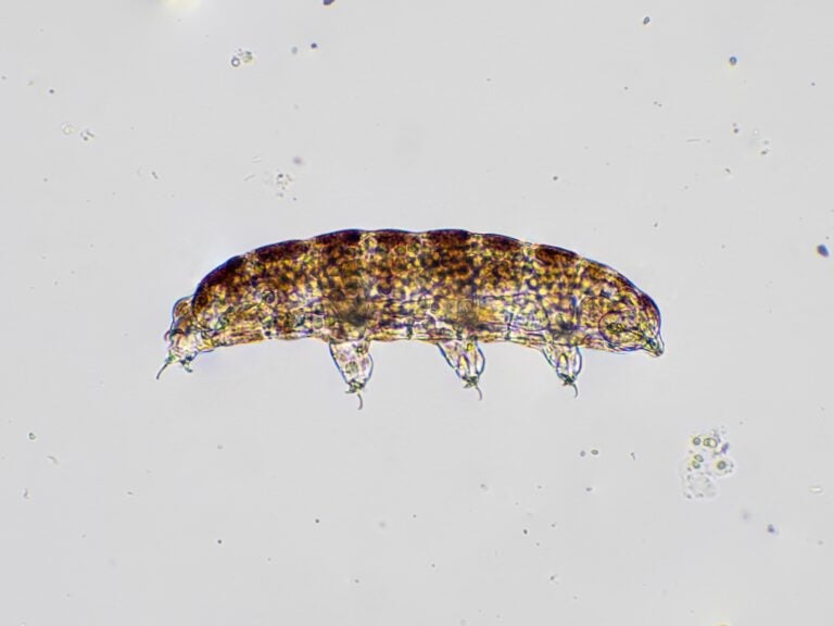 photomicrograph showing a side view of a live microscopic water bear (tardigrade)