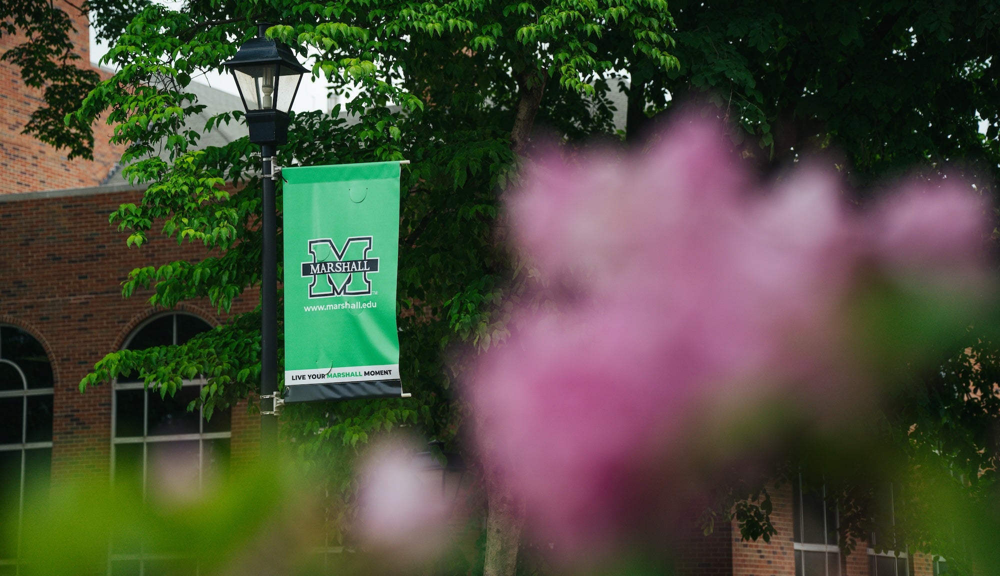 green Marshall banner on campus with pink flowers in foreground
